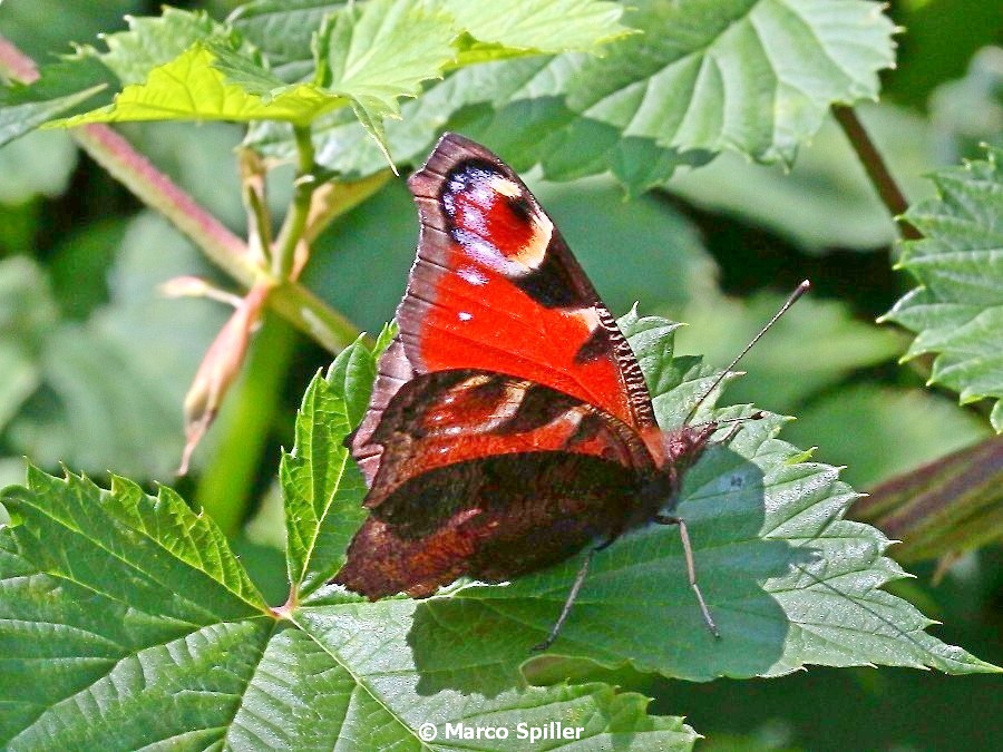 Aglais io